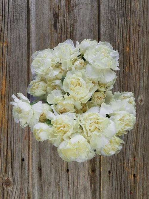 TAYRONA CREAM MINI CARNATIONS